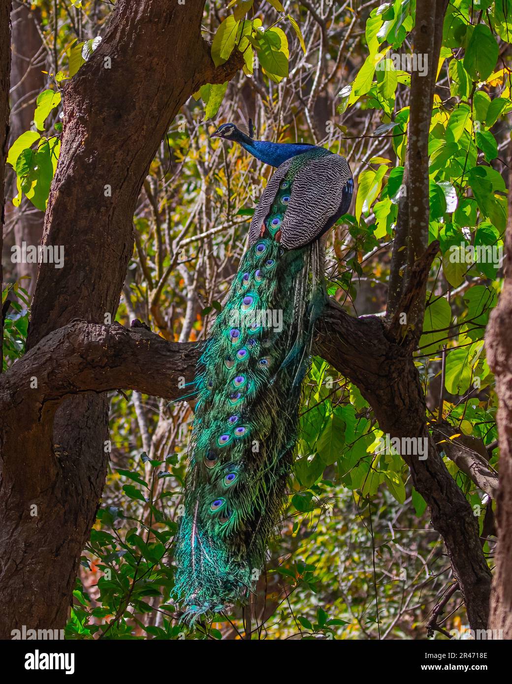 Un paon qui regarde de l'arrière d'un arbre Banque D'Images