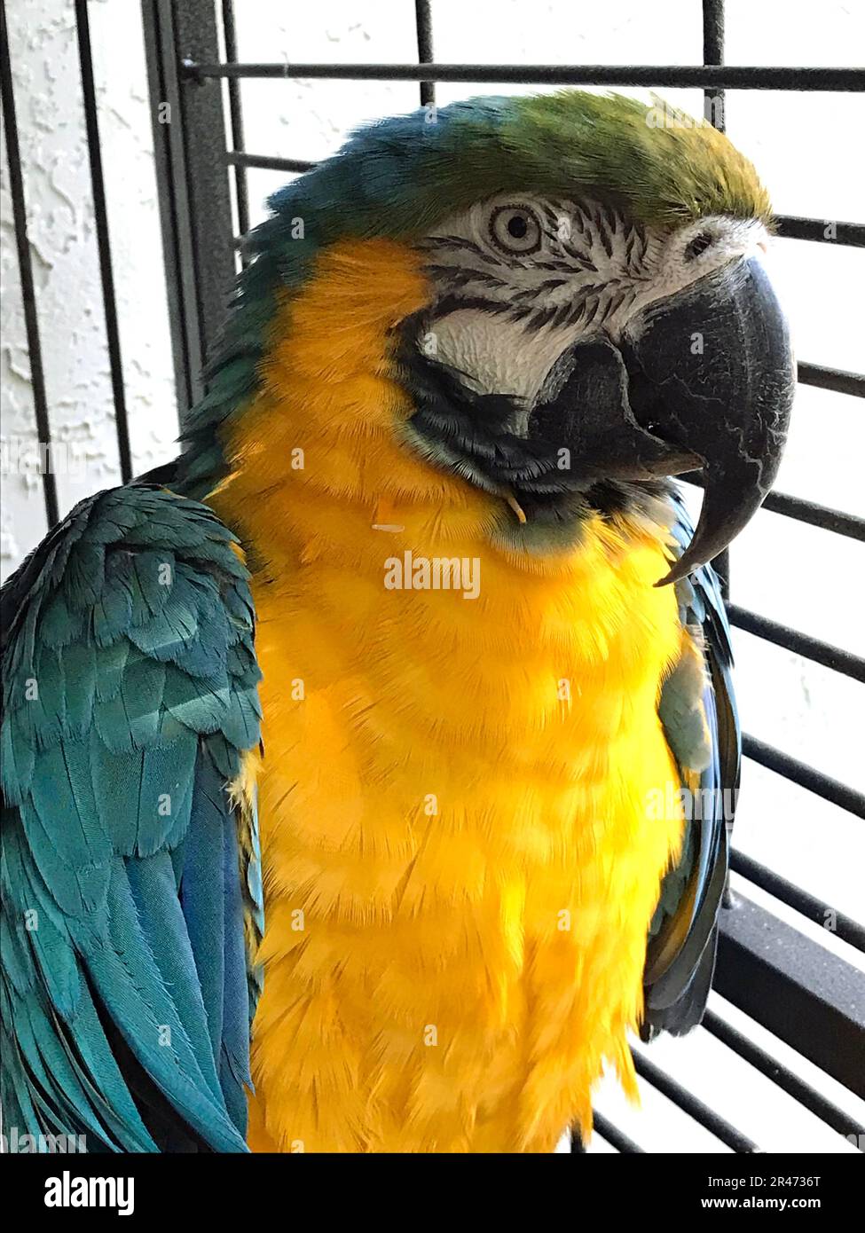 Oiseaux colorés au Sancuary ornithologique de Parrot Mountain Banque D'Images