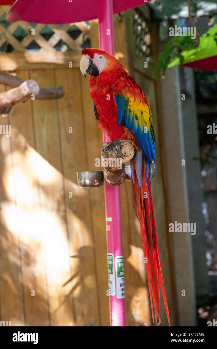 Oiseaux colorés au Sancuary ornithologique de Parrot Mountain Banque D'Images