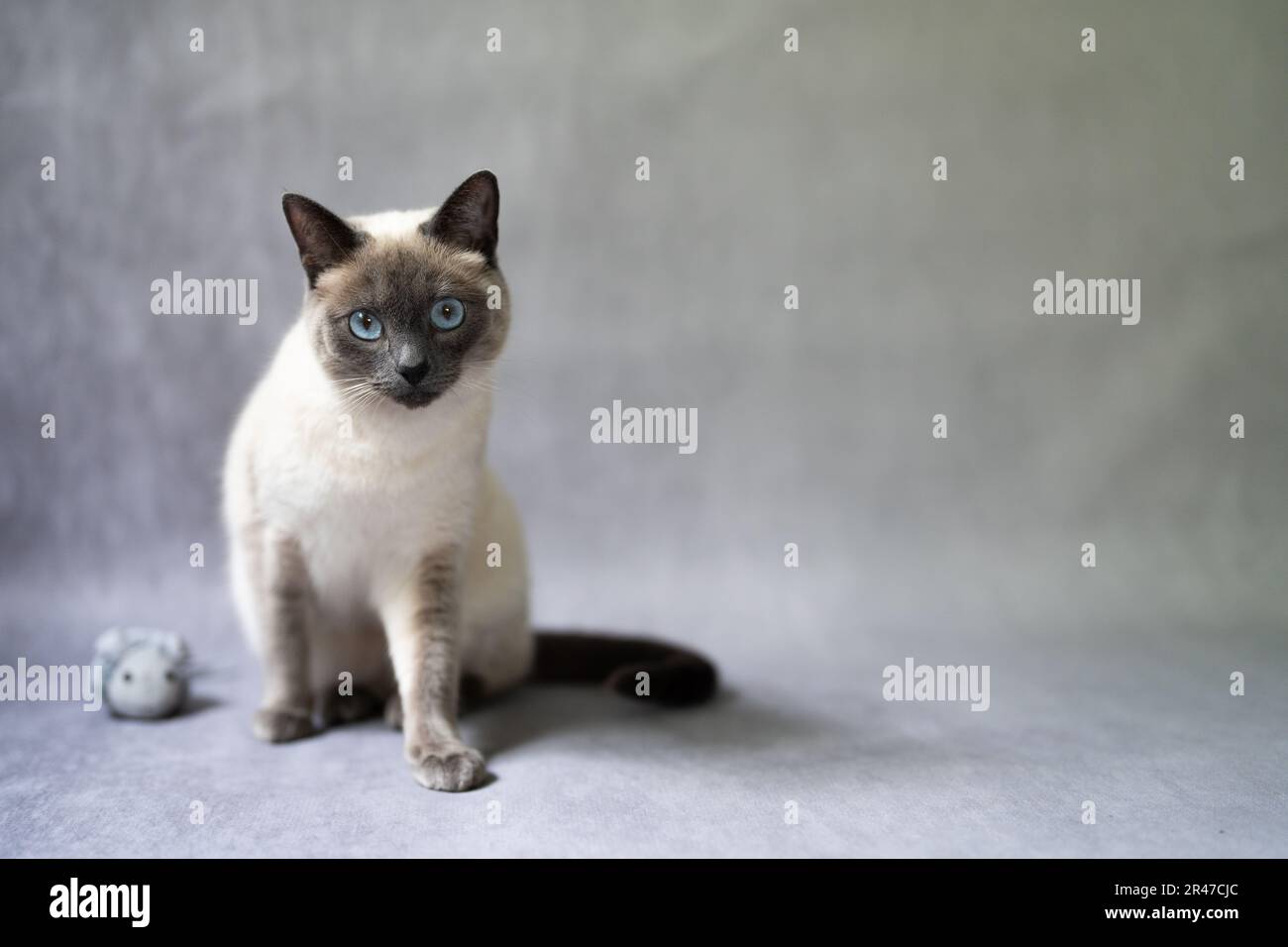 Chat thaï bleu point jouant avec une souris, vieux type siamois, bleu et gris, blanc glacé avec bleu clair. Chat siamois chaton fourrure blanche grand b Banque D'Images
