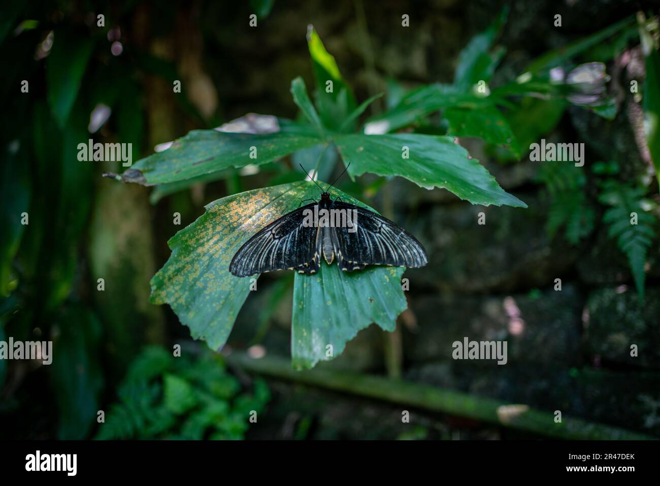 Vue rapprochée d'un papillon noir sur une feuille verte. Banque D'Images