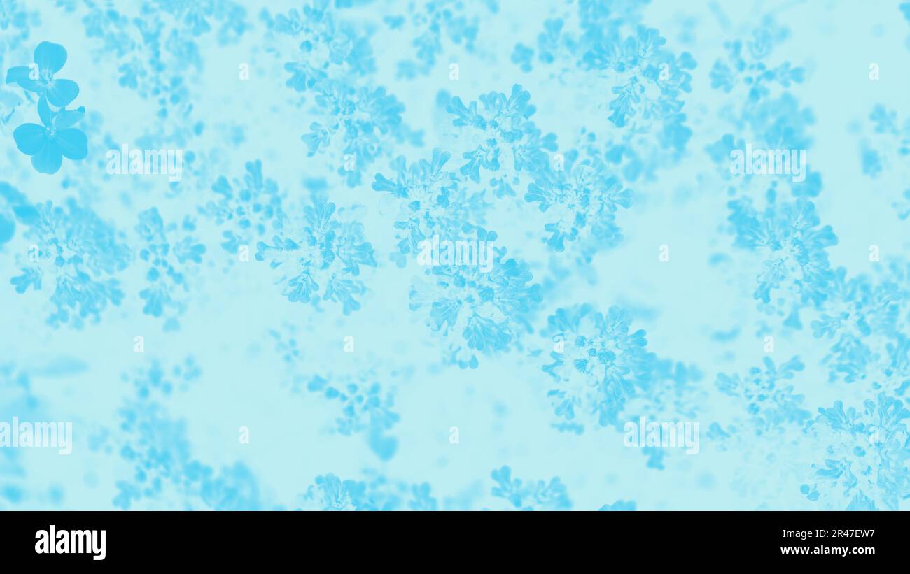 Arrière-plan délicat et clair dans des tons bleus avec un motif floral Banque D'Images