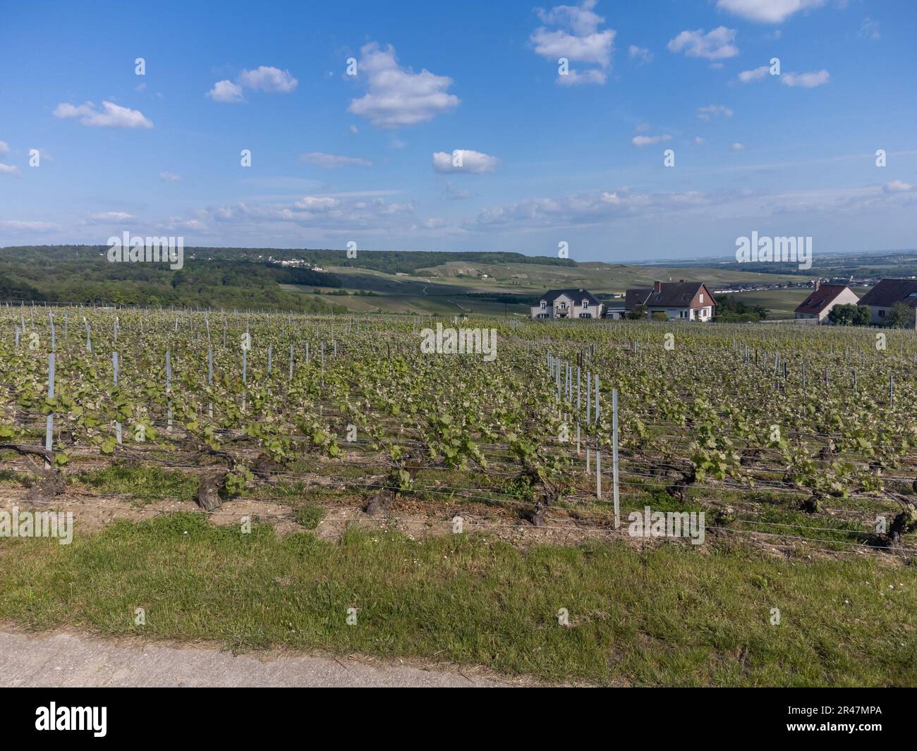 Vue panoramique aérienne sur les vignobles verts de raisins cru, près ...
