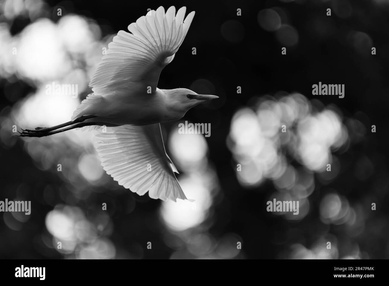 Heron en vol vu de côté Banque D'Images