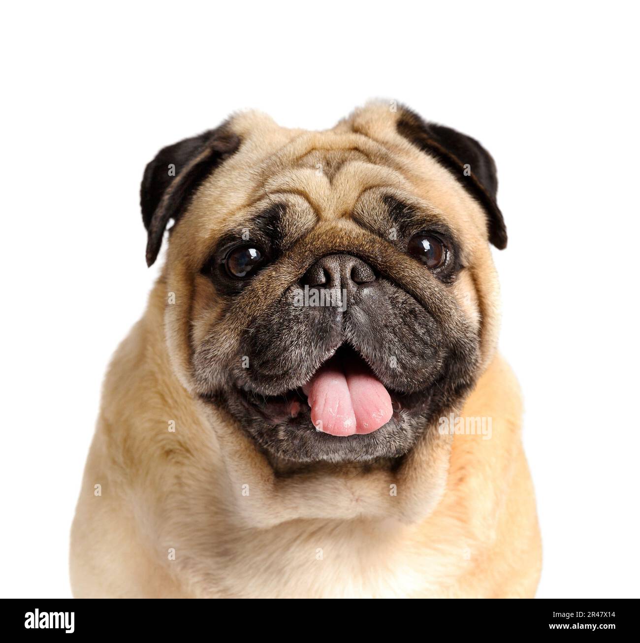 Portrait d'un purerouge sympathique mignon drôle pug avec sa langue pendant sur un fond blanc, gros plan. Banque D'Images
