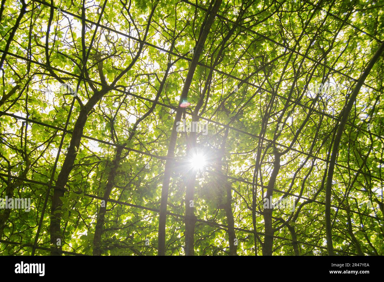 Soleil qui brille à travers une voûte d'arbres Banque D'Images