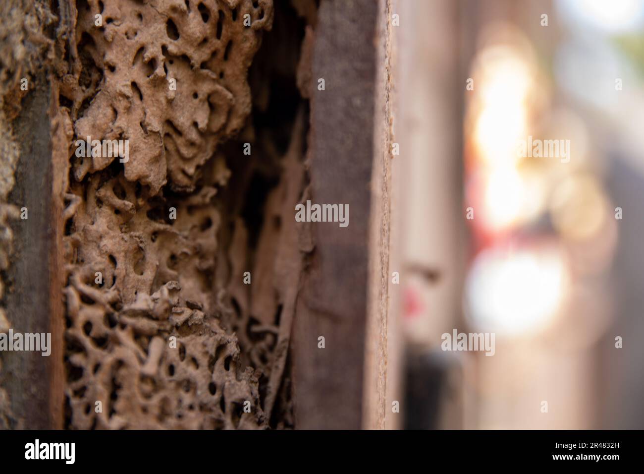 Les termites parcourent les poutres en bois qui tenaient le toit de la maison de Miss Bunnam Inprom à Chanthaburi, Royaume de Thaïlande, 2 mars 2023. ÉTATS-UNIS Les Marines et les pays partenaires se sont associés pour construire un nouveau toit pour la maison d'Inprom, qui a été détruit par des termites. L'escadron de soutien de l'escadre maritime (SMSS) 171 et l'escadre-172 ont participé à la répétition en 42nd de la série d'exercices Cobra Gold, où ils ont mis leur expertise en ingénierie à profit des efforts humanitaires multilatéraux. Banque D'Images