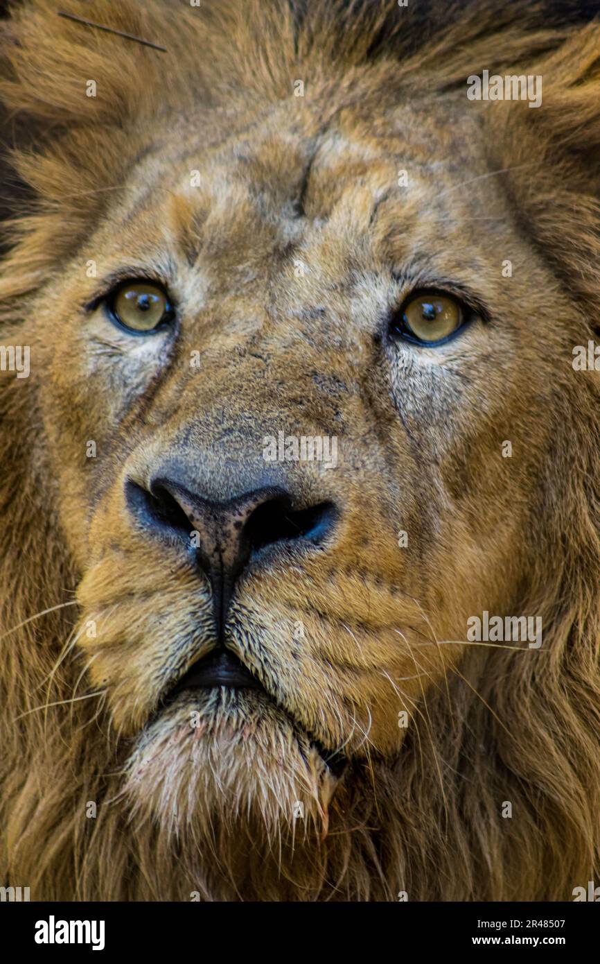 Un grand lion mâle regardant attentivement la caméra, avec une expression inquisitive Banque D'Images