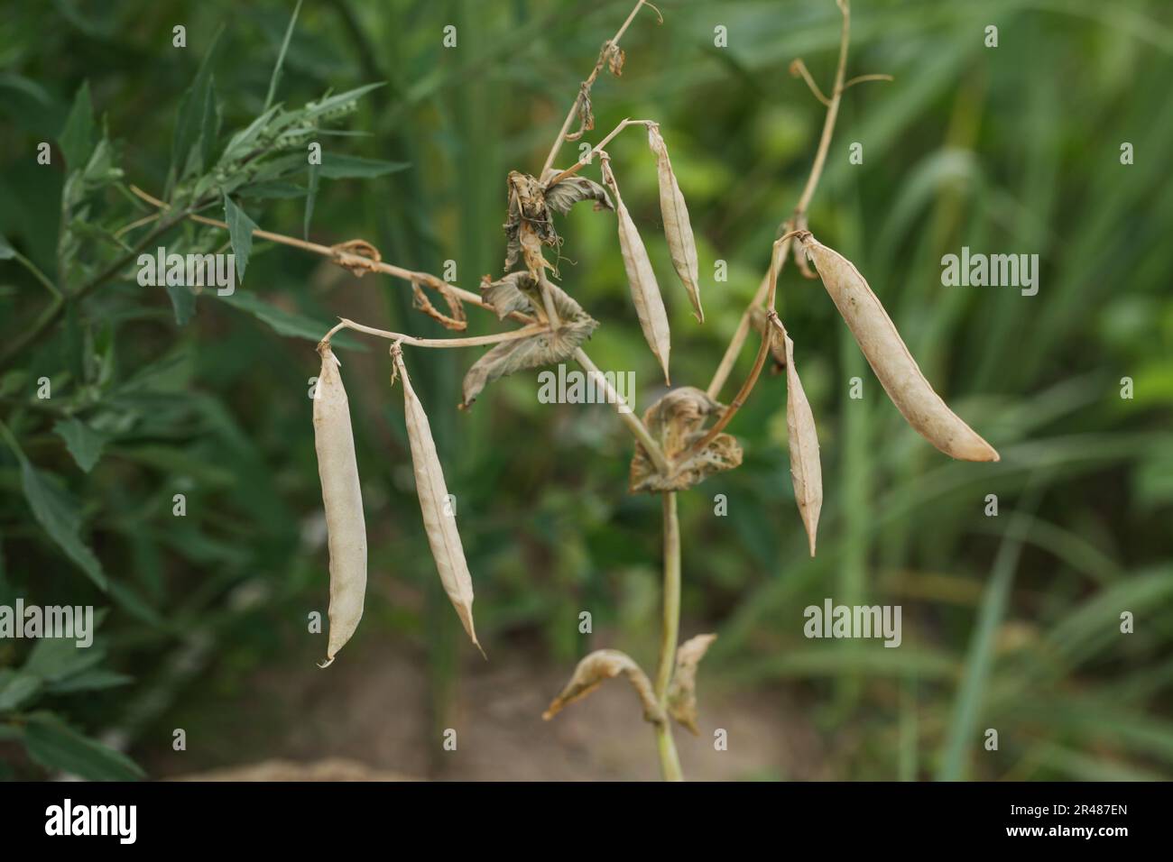 Pois secs. Les Pods de pois mûrissent complètement sur le Vine. Séchage et économie de pois pour semences Banque D'Images