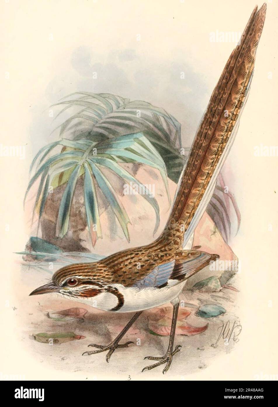 Uratelornis chimaera Keulemans Banque D'Images