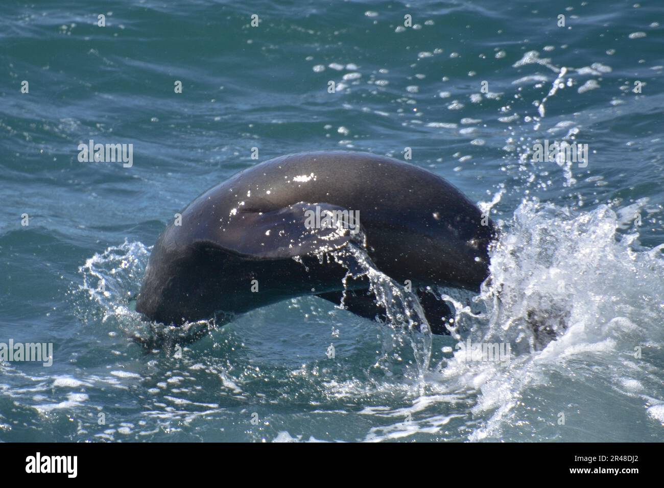 Un dauphin solitaire nageant dans l'océan, sa bouche ouverte Banque D'Images