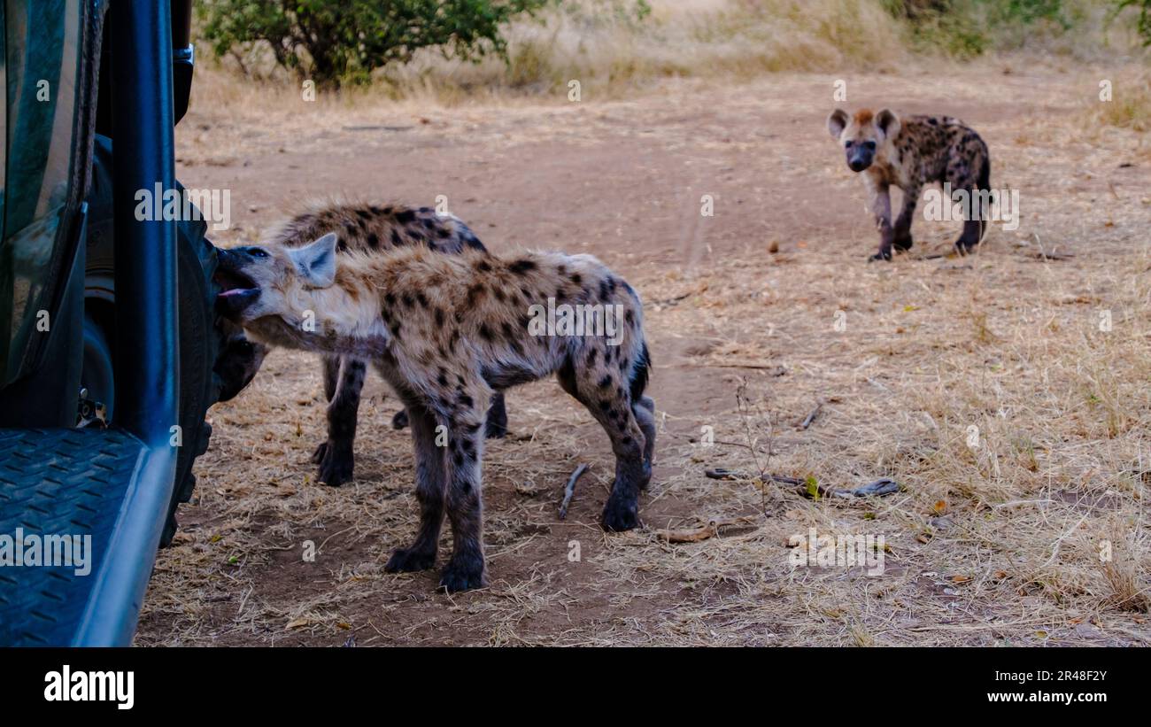 Hyena dans le parc national Kruger Afrique du Sud, famille Hyena en Afrique du Sud marchant autour de la voiture pendant le safari Banque D'Images