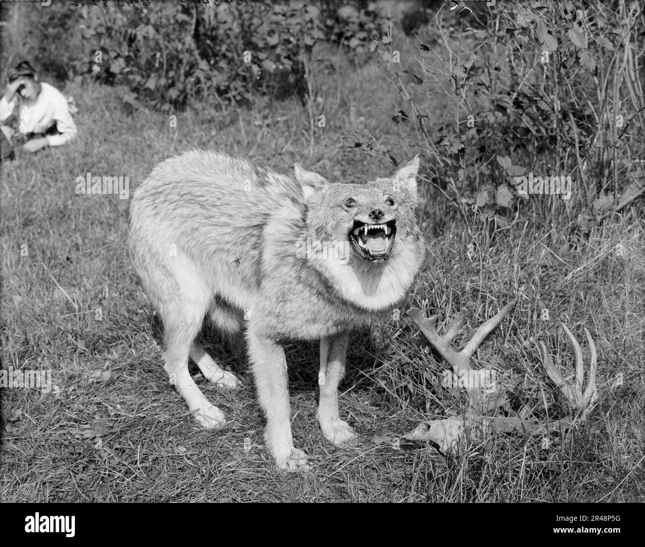 Un loup à bois du nord du Michigan, Sault Sainte Marie, entre 1905 et 1915. Banque D'Images