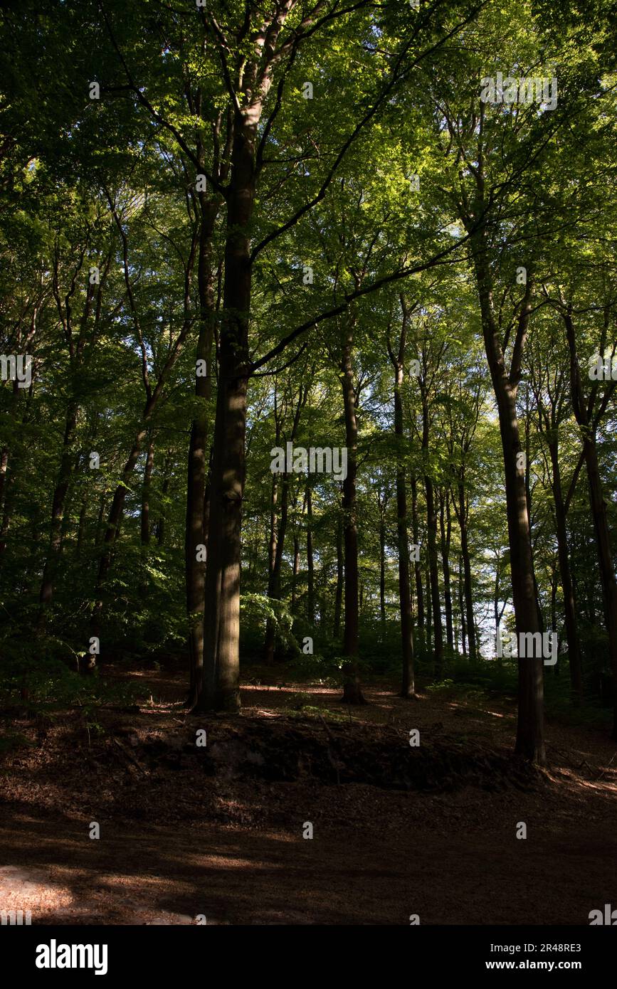 La forêt de Grumsin est un site classé au patrimoine mondial de l'UNESCO qui protège la forêt naturelle de hêtre commun dans le district d'Uckermark, dans la province de Brandebourg en Allemagne Banque D'Images