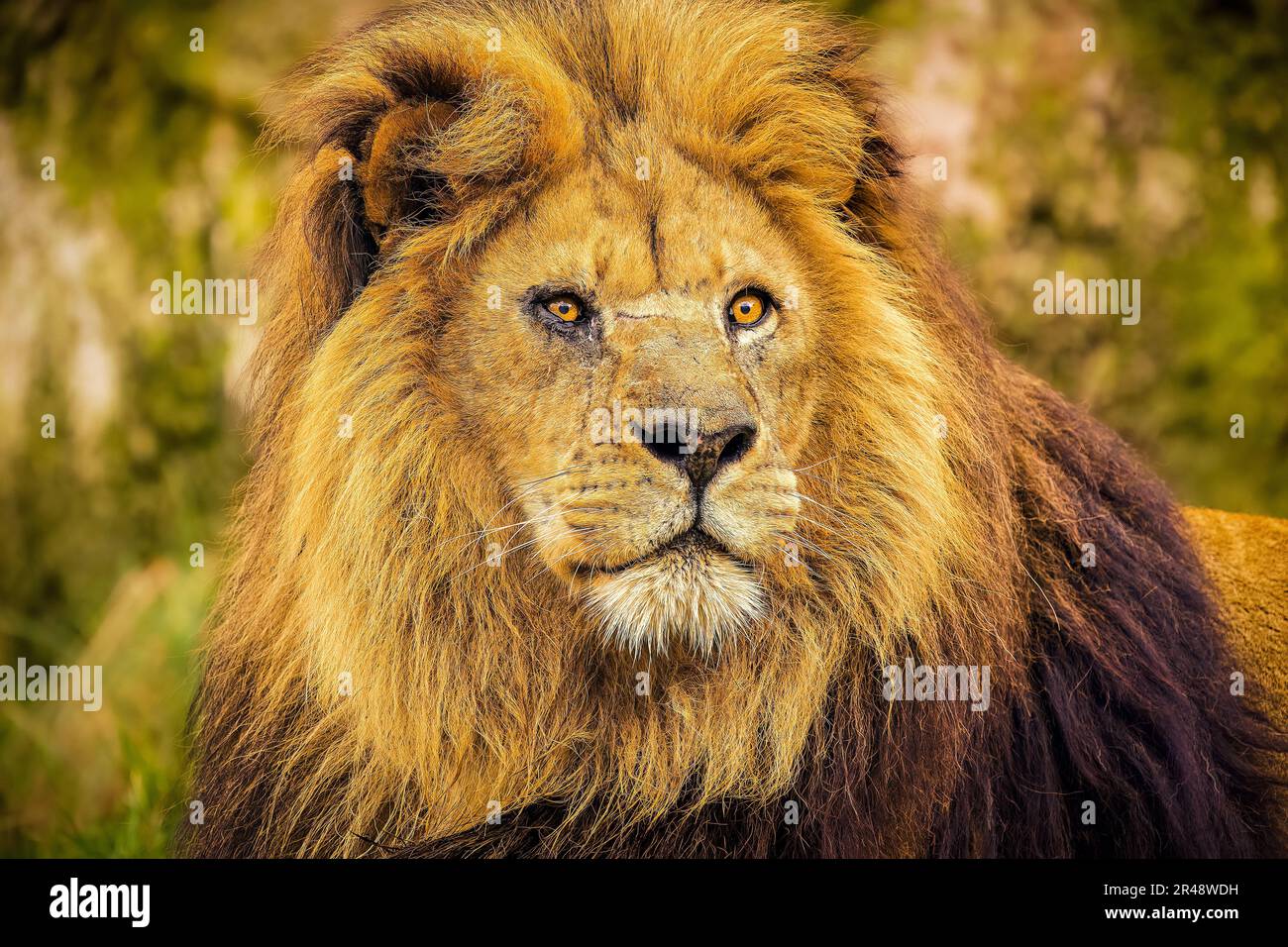 Un portrait d'un lion mâle majestueux. Banque D'Images