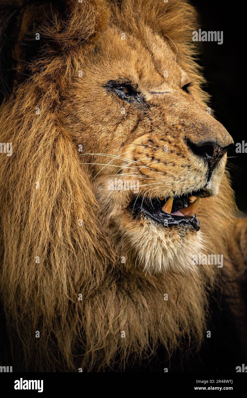 Gros plan vertical d'un lion en regardant la distance Banque D'Images