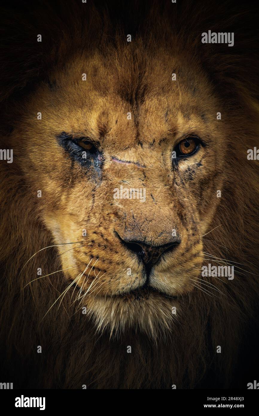 Une face de lion avec un grand oeil noir endommagé Banque D'Images