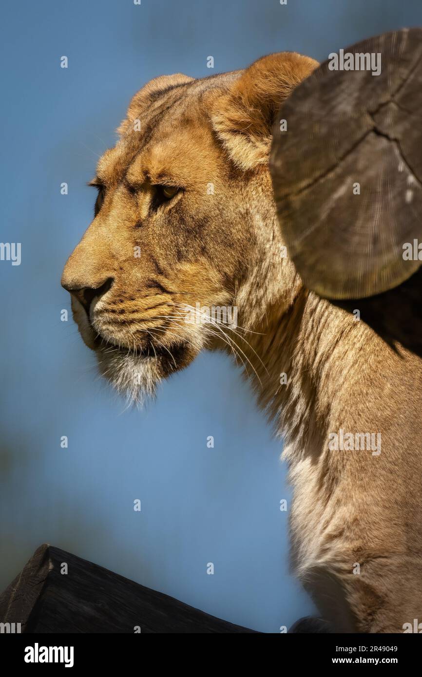 Un lion femelle debout près de la roche Banque D'Images
