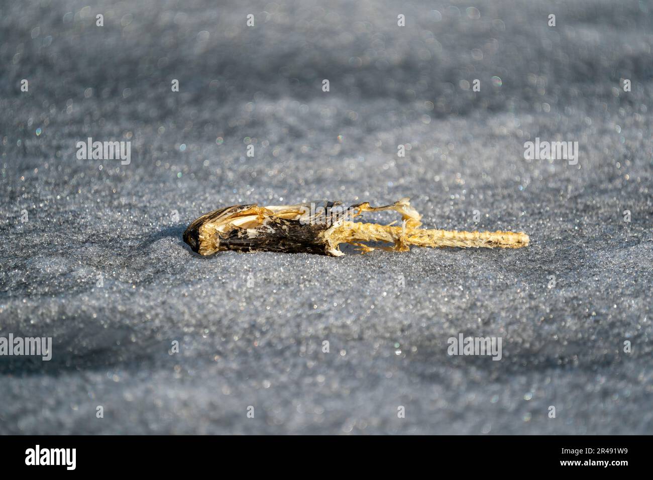 Squelette d'un poisson allongé sur une feuille de glace solide. Banque D'Images