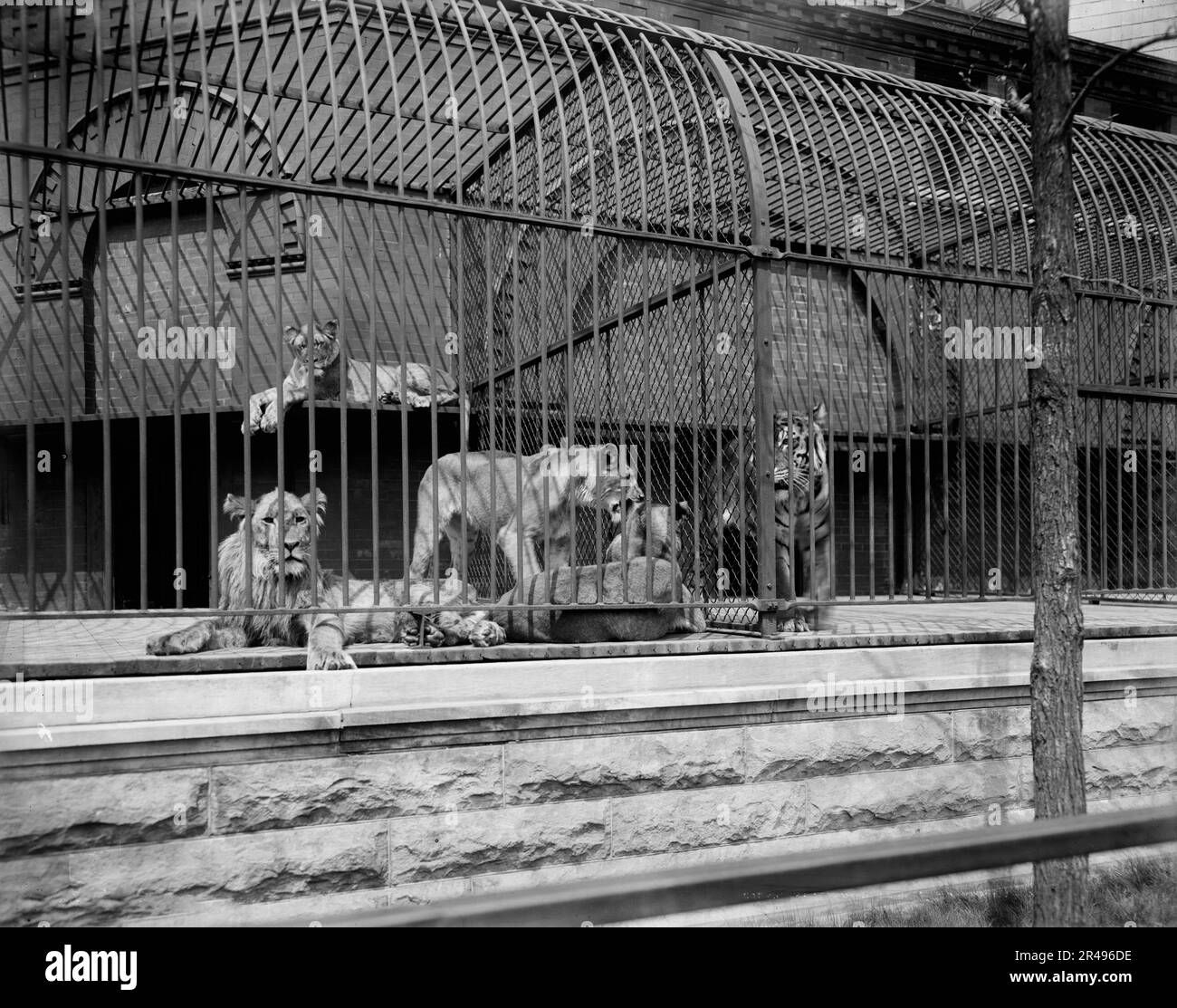 Lions et tigres à Lincoln Park, Chicago, The, c1901. Banque D'Images