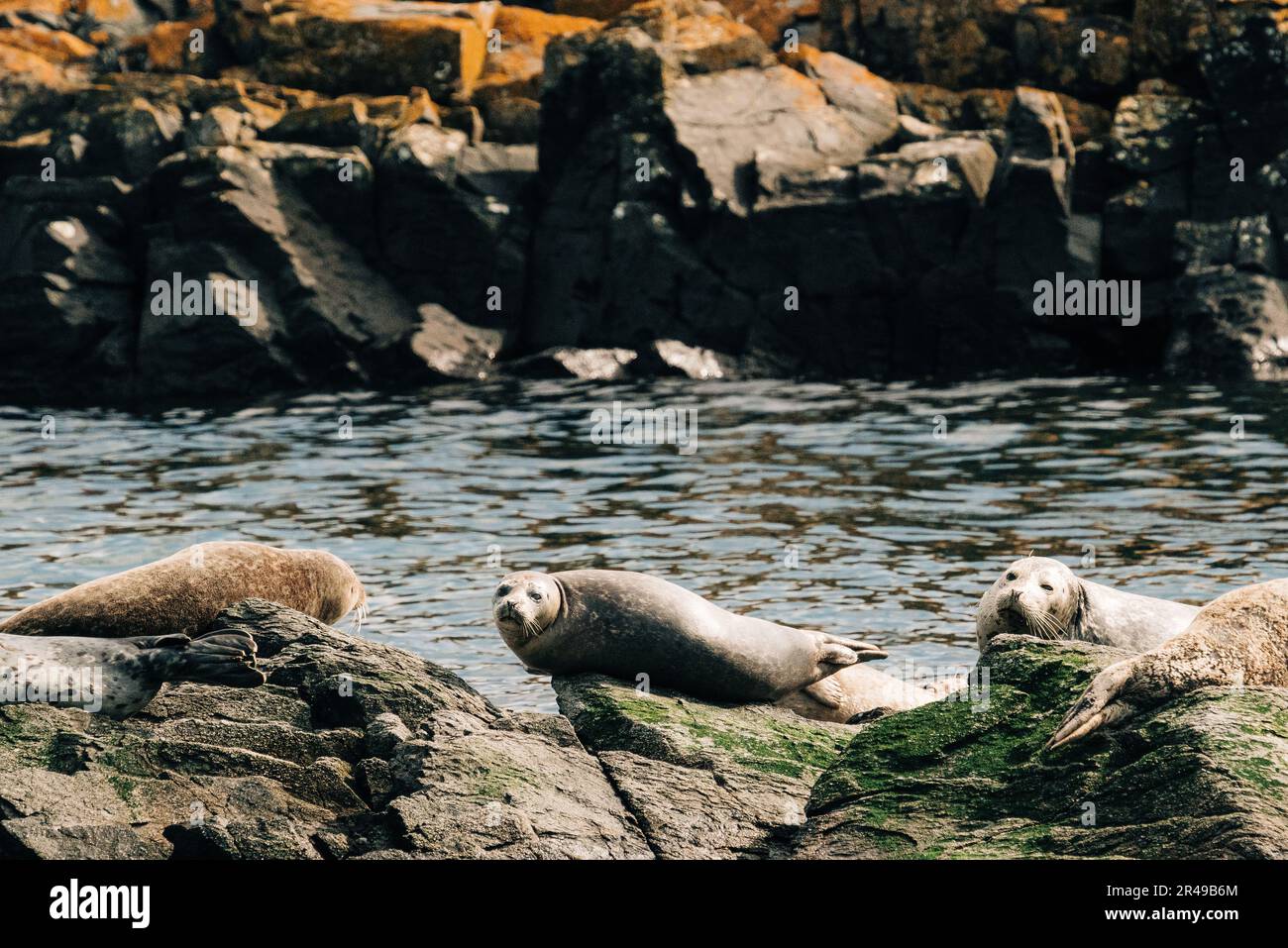 Une scène paisible d'un groupe de phoques qui se basait sur la rive rocheuse d'un plan d'eau côtier Banque D'Images