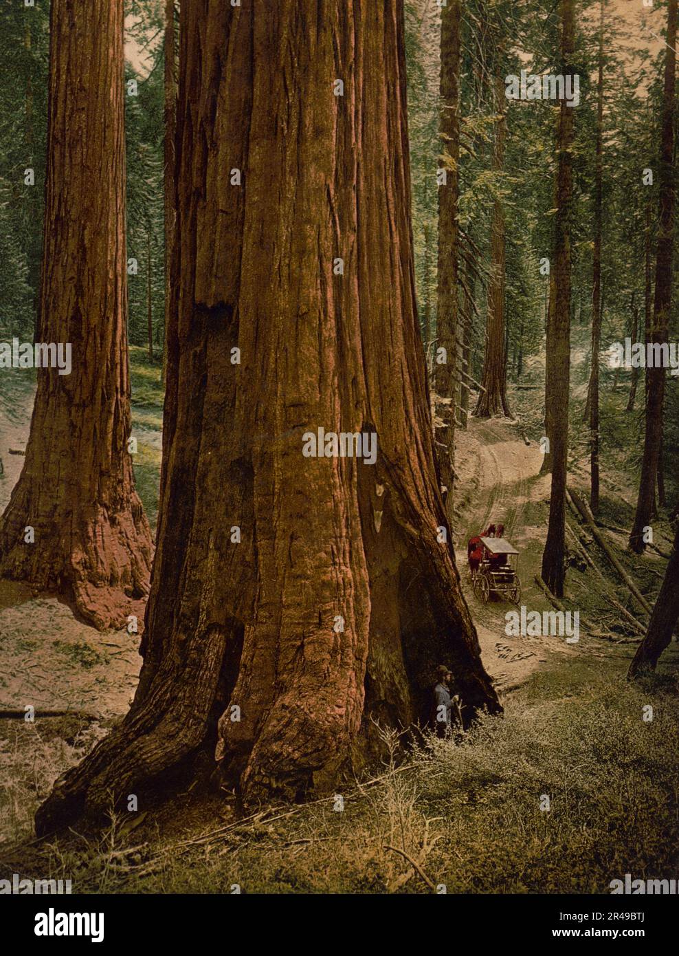 Mariposa Grove de grands arbres. « Trois grâces », vers 1900. La photo montre un séquoia géant à Mariposa Grove, dans le parc national de Yosemite, en Californie, avec un homme à côté et une calèche à proximité. Banque D'Images