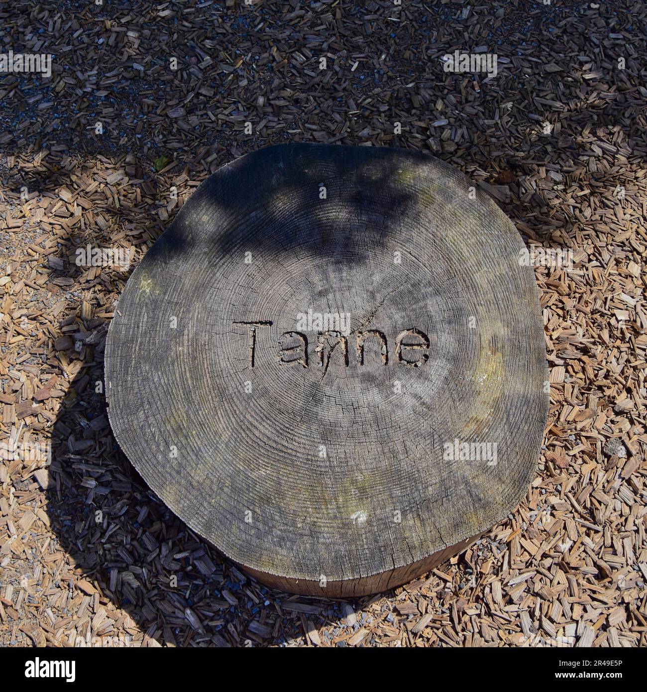 Gros plan d'une souche d'arbre avec l'inscription 'Tanne' sculptée dans sa surface Banque D'Images