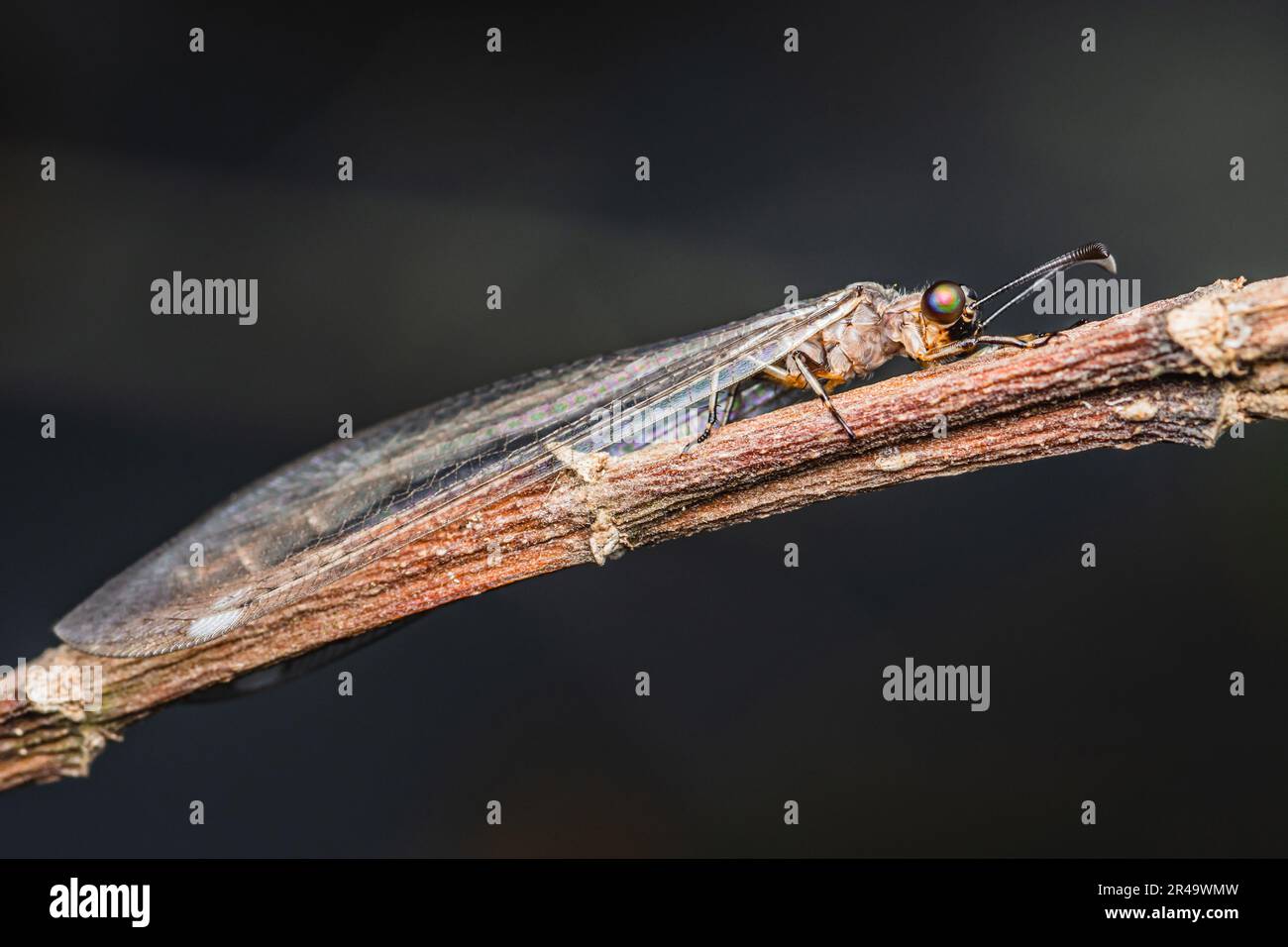 Gros plan d'un lion (Myrmeleontidae) perché sur une branche sur fond de nature, foyer sélectif, photo d'insecte en Thaïlande. Banque D'Images