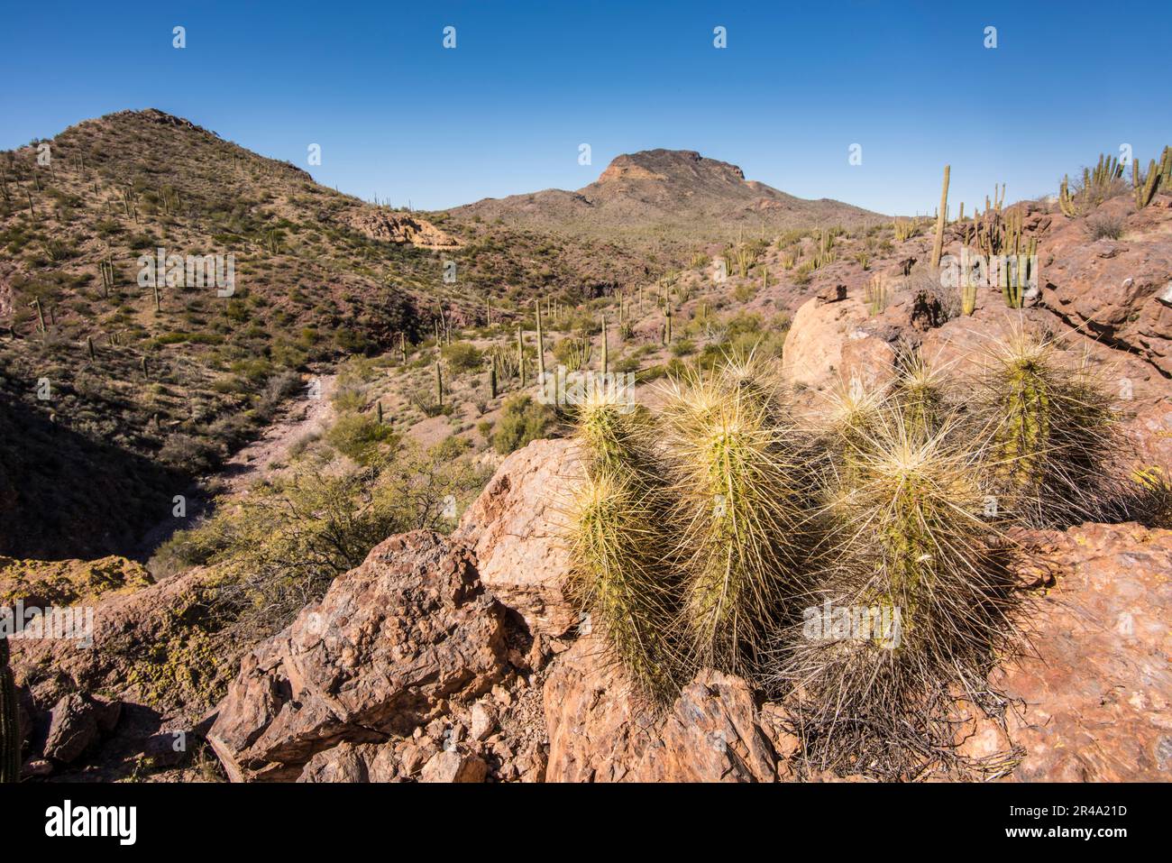 Cactus Hedgehog à Wildhorse Tank, une oasis dans le désert de Sonoran, Organ Pipe Cactus National Monument, Ajo, Lukeville, Arizona, Etats-Unis Banque D'Images