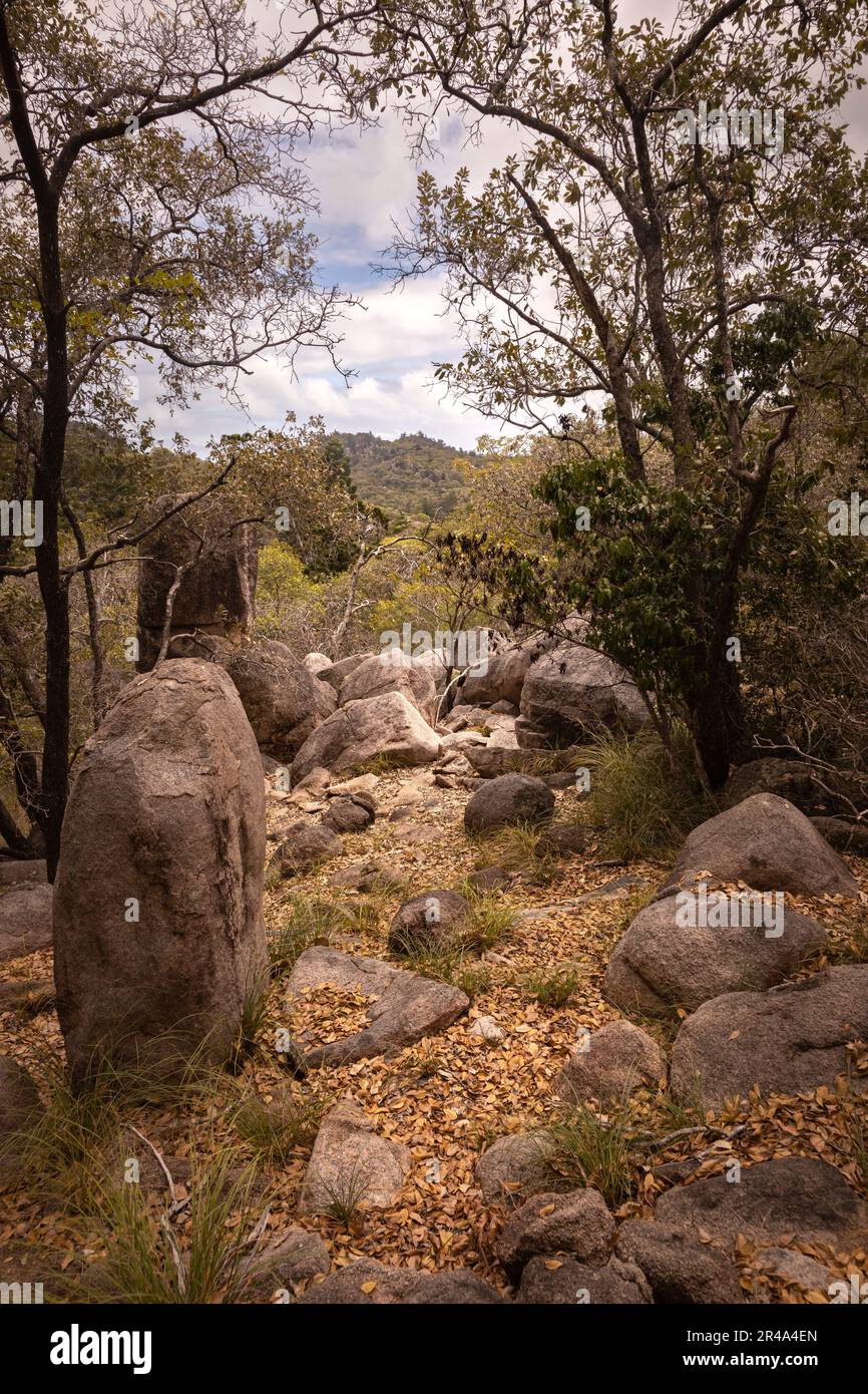 Image verticale d'un Bush australien sur l'île Magnetic Island à Townsville, à l'extrême nord du Queensland Banque D'Images