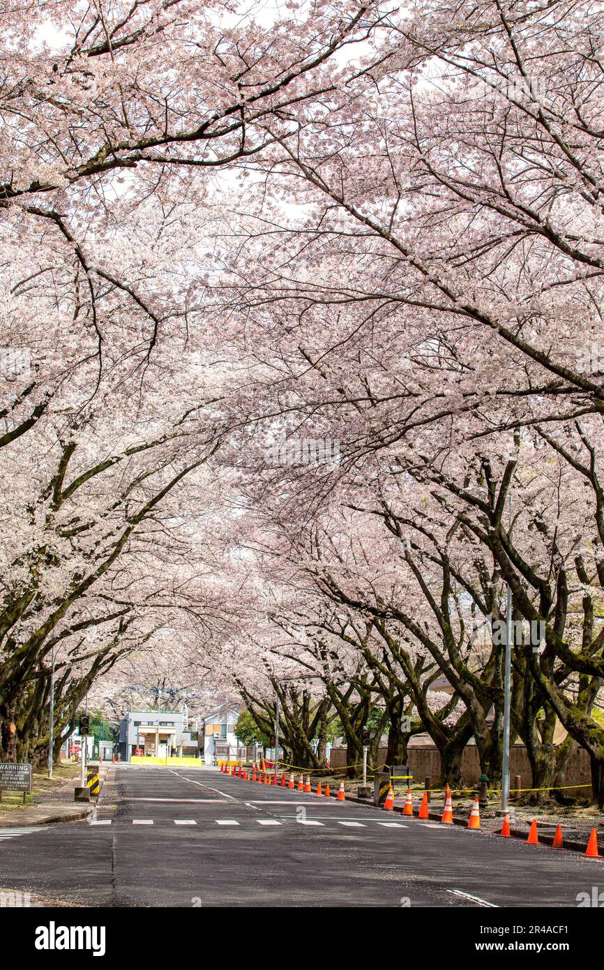 Les cerisiers en fleurs sont en pleine floraison le long de l'avenue