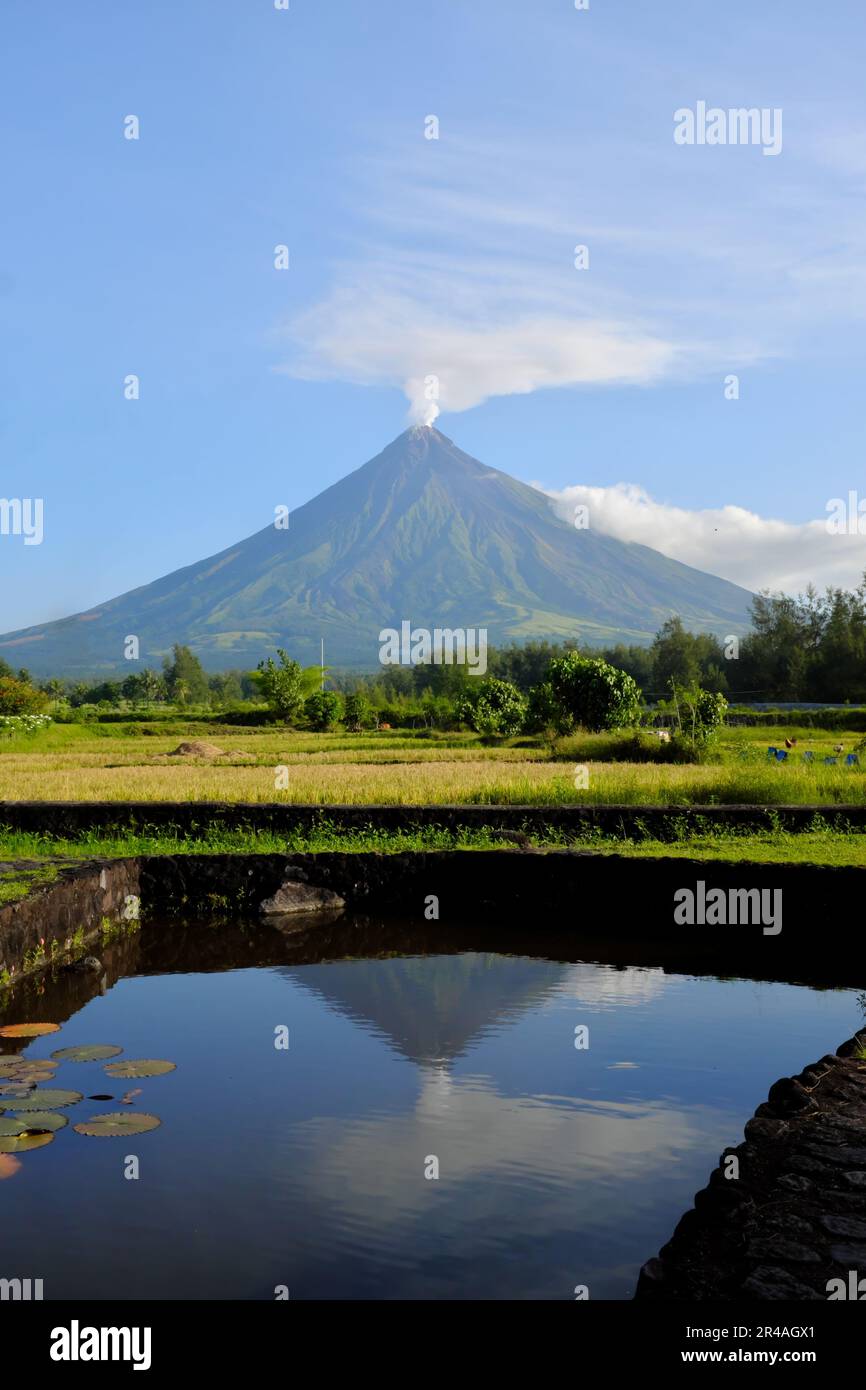 Magnifique portrait pittoresque du volcan Mayon avec champ de riz dans la province d'Albay, Philippines avec fumée blanche. Banque D'Images