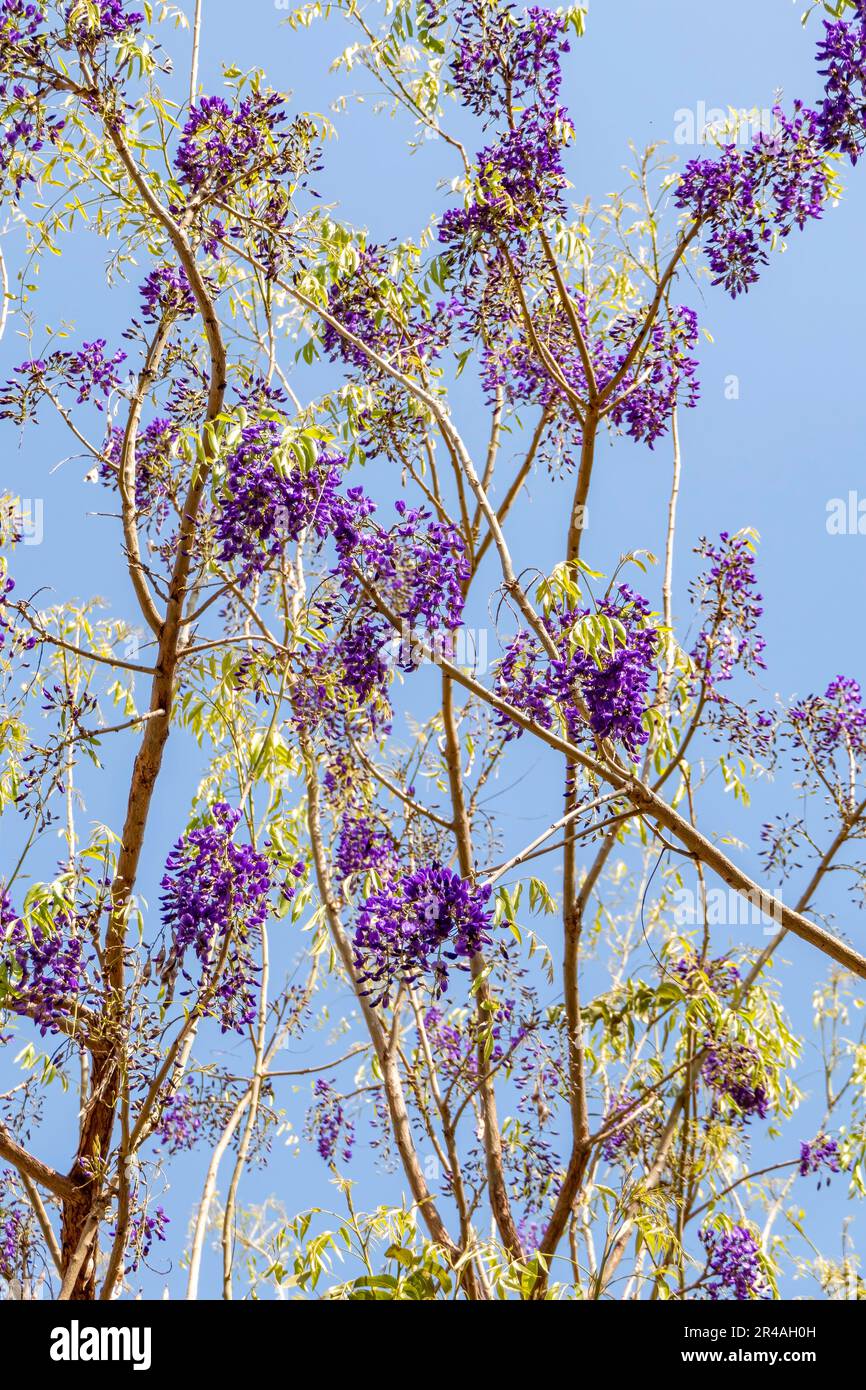 Wisteria chinoise et Wisteria japonaise Floribunda Macrobotrys . Fleurs violettes gros plan. Mise au point sélective Banque D'Images