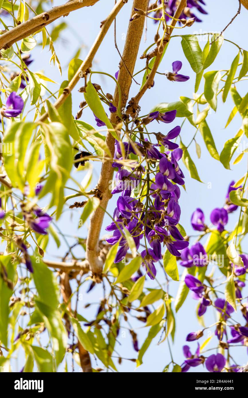 Wisteria chinoise et Wisteria japonaise Floribunda Macrobotrys . Fleurs violettes gros plan. Mise au point sélective Banque D'Images
