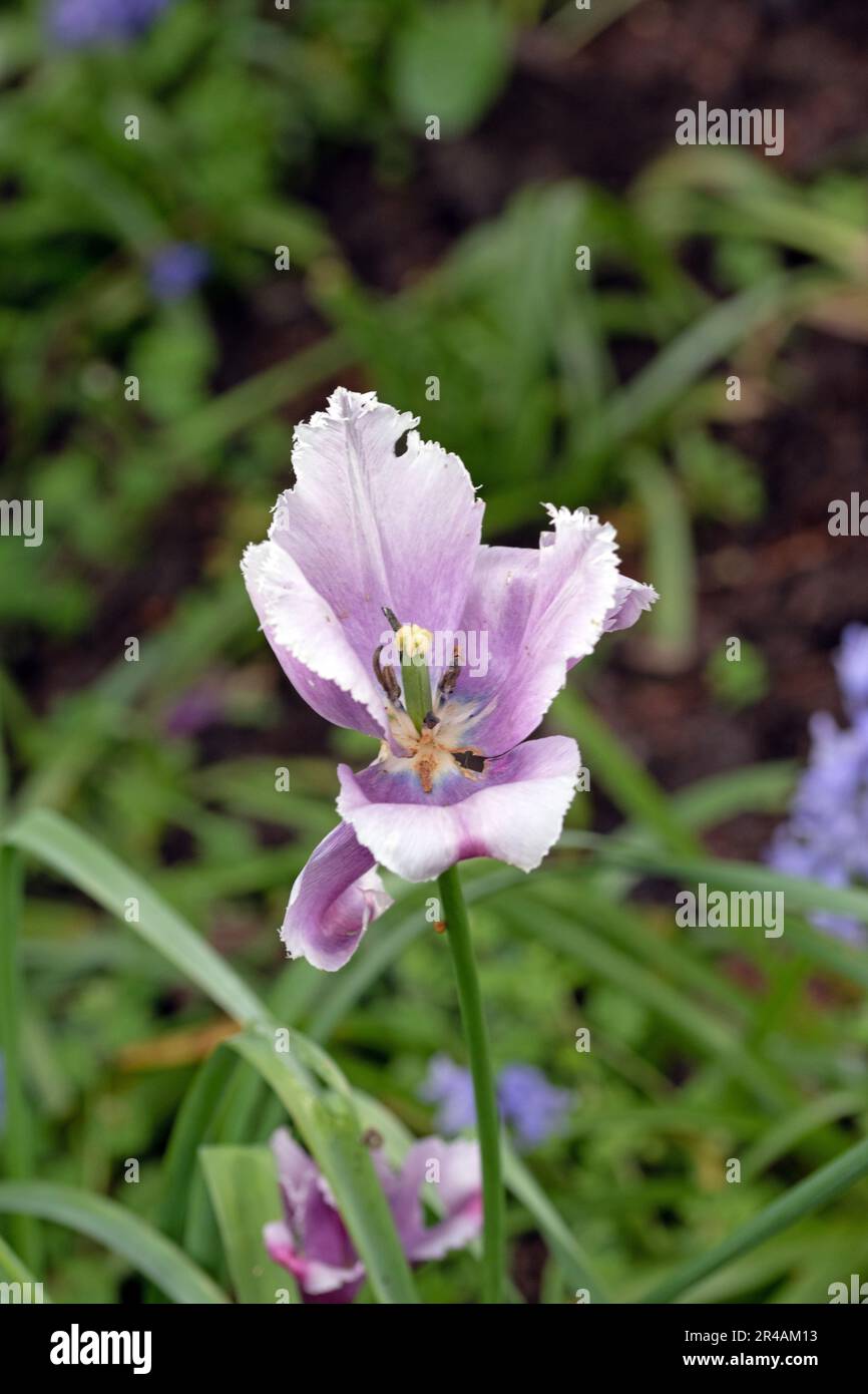 Magnifique gros plan de tulipe rose. Gros plan sur une macro. Banque D'Images