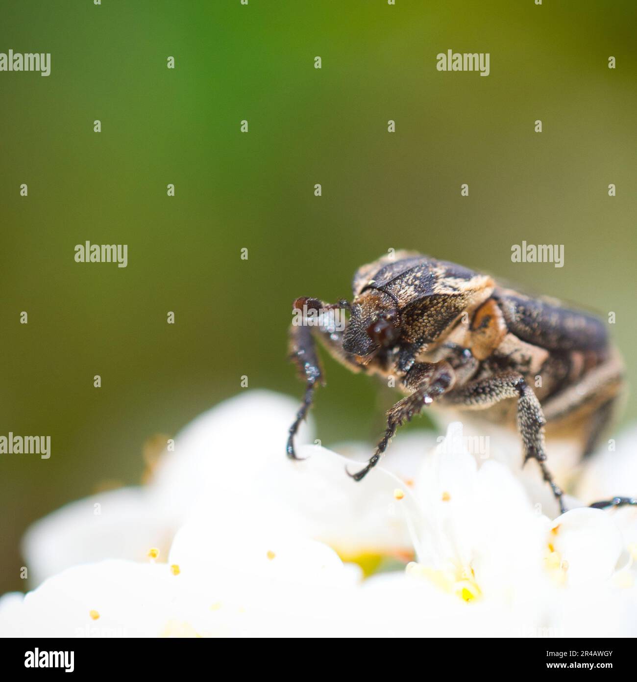 Photo macro d'un petit insecte perché sur les pétales d'une fleur blanche Banque D'Images