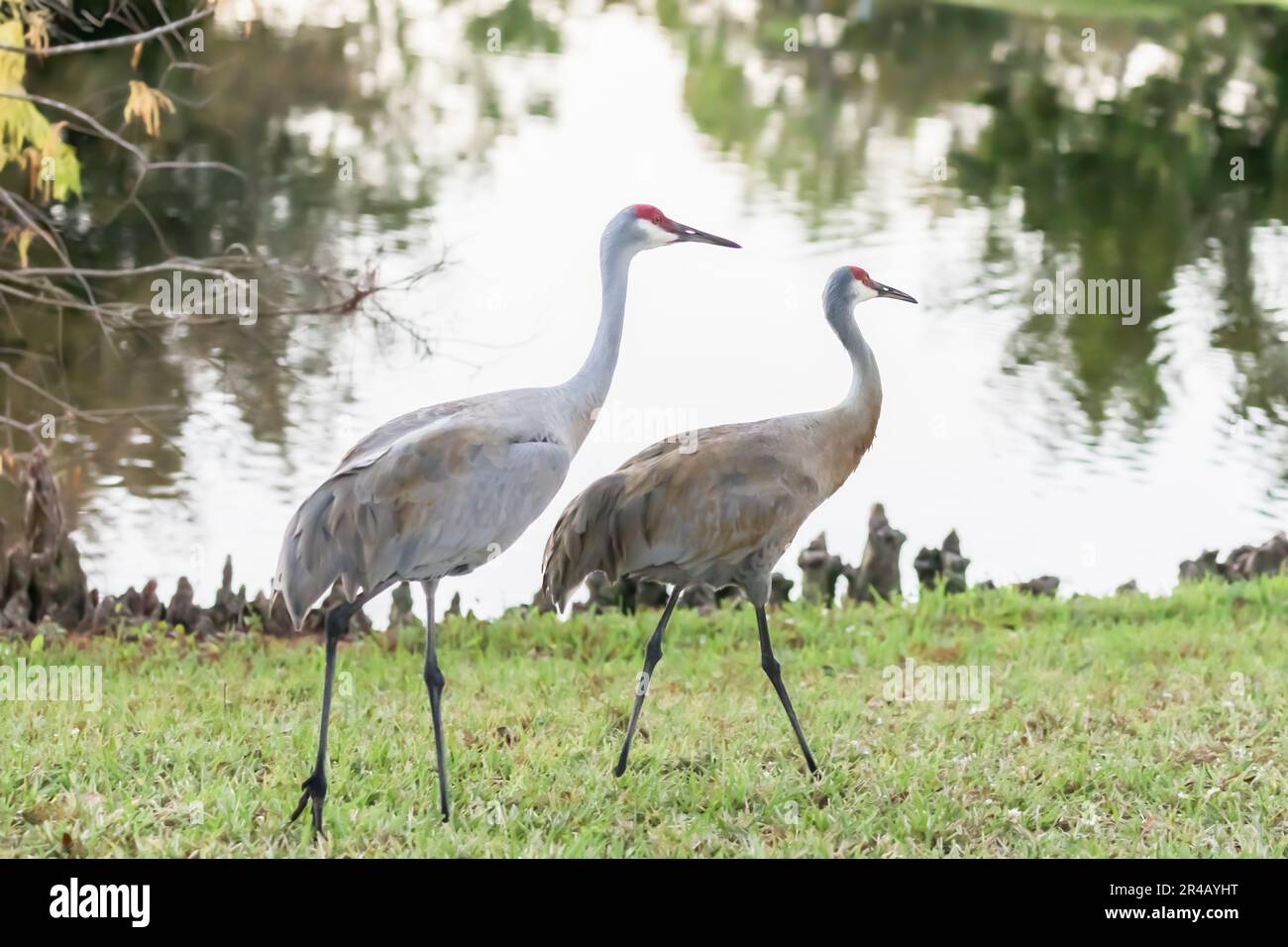 Deux grues du Grand Sandhill s'entrecoupant dans un paysage herbeux luxuriant et dynamique Banque D'Images