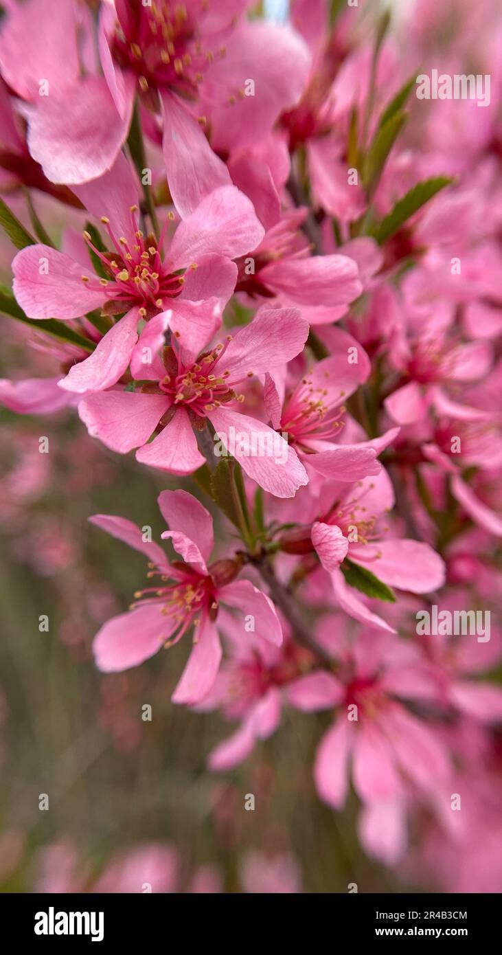 Un gros plan de fleurs d'amandiers russes nains (Prunus tenella) dans un jardin Banque D'Images