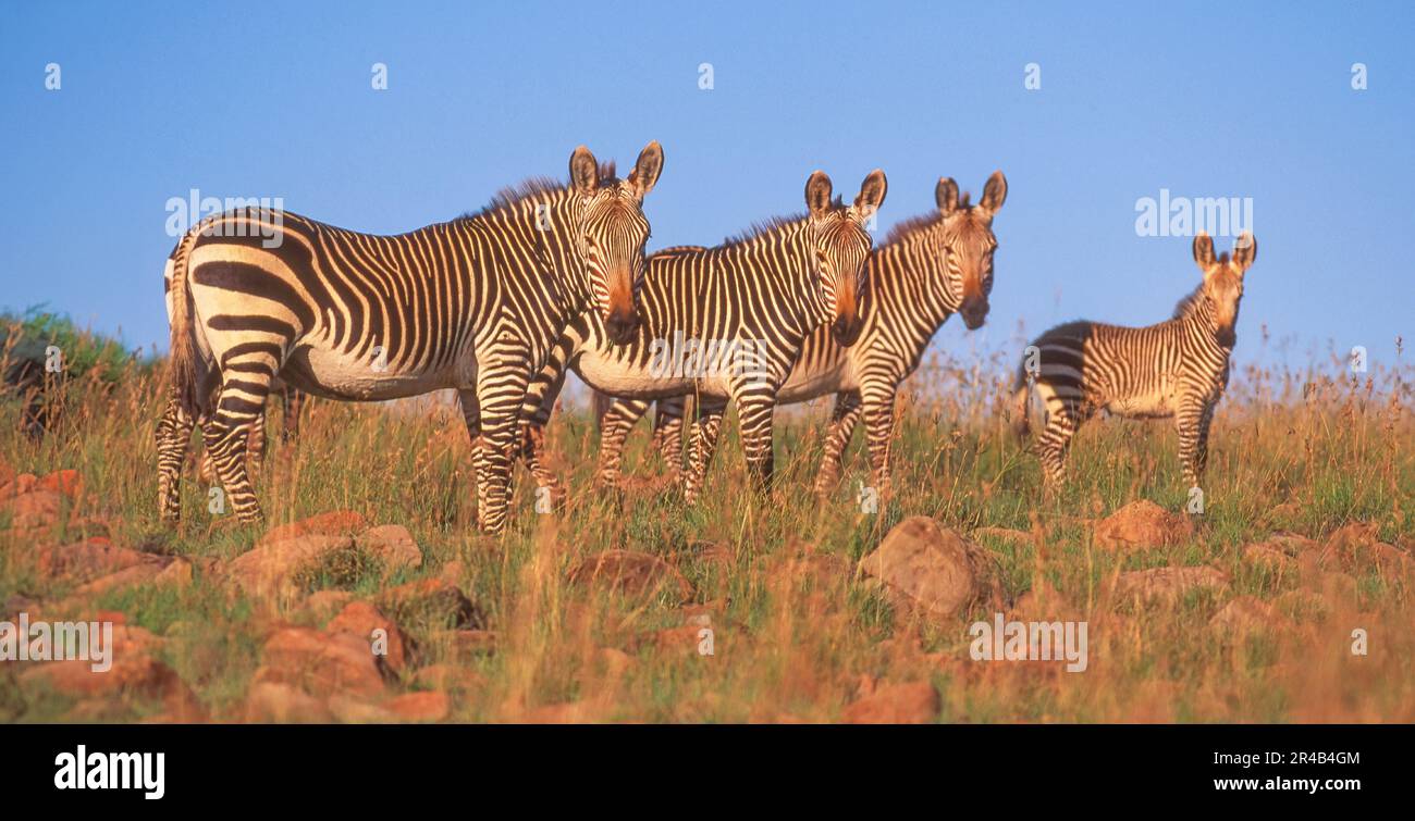 Un petit troupeau de zébrures de montagne (Equus zébra) dans le parc national de la Zèbre de montagne, en Afrique du Sud. Banque D'Images