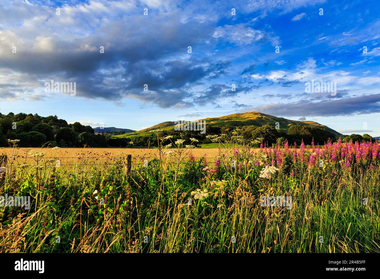 Paysage de basse montagne, Howgill Fells près de Sedbergh, Cumbria, Angleterre, Grande-Bretagne Banque D'Images