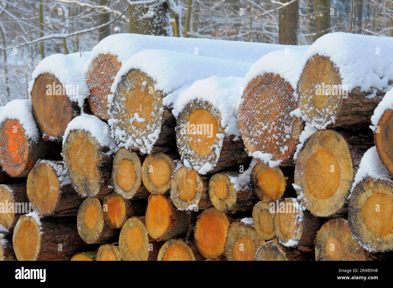 Magasin de bois dans la forêt d'hiver avec de la neige Banque D'Images