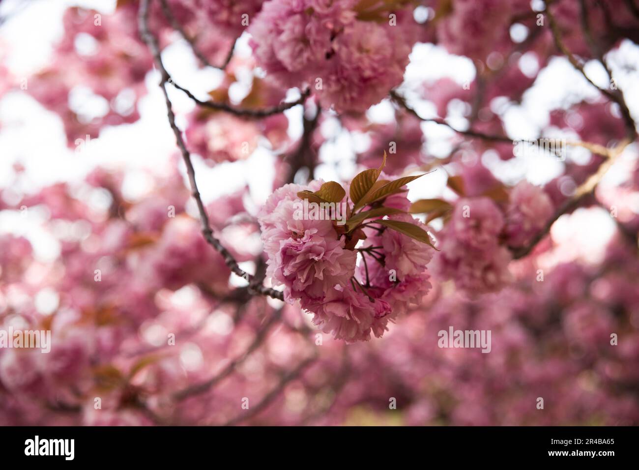 Cerise japonaise (Prunus serrulata) en Corée du Sud, branche, arbre à feuilles caduques, soleil, lumière du matin, rétroéclairage Banque D'Images