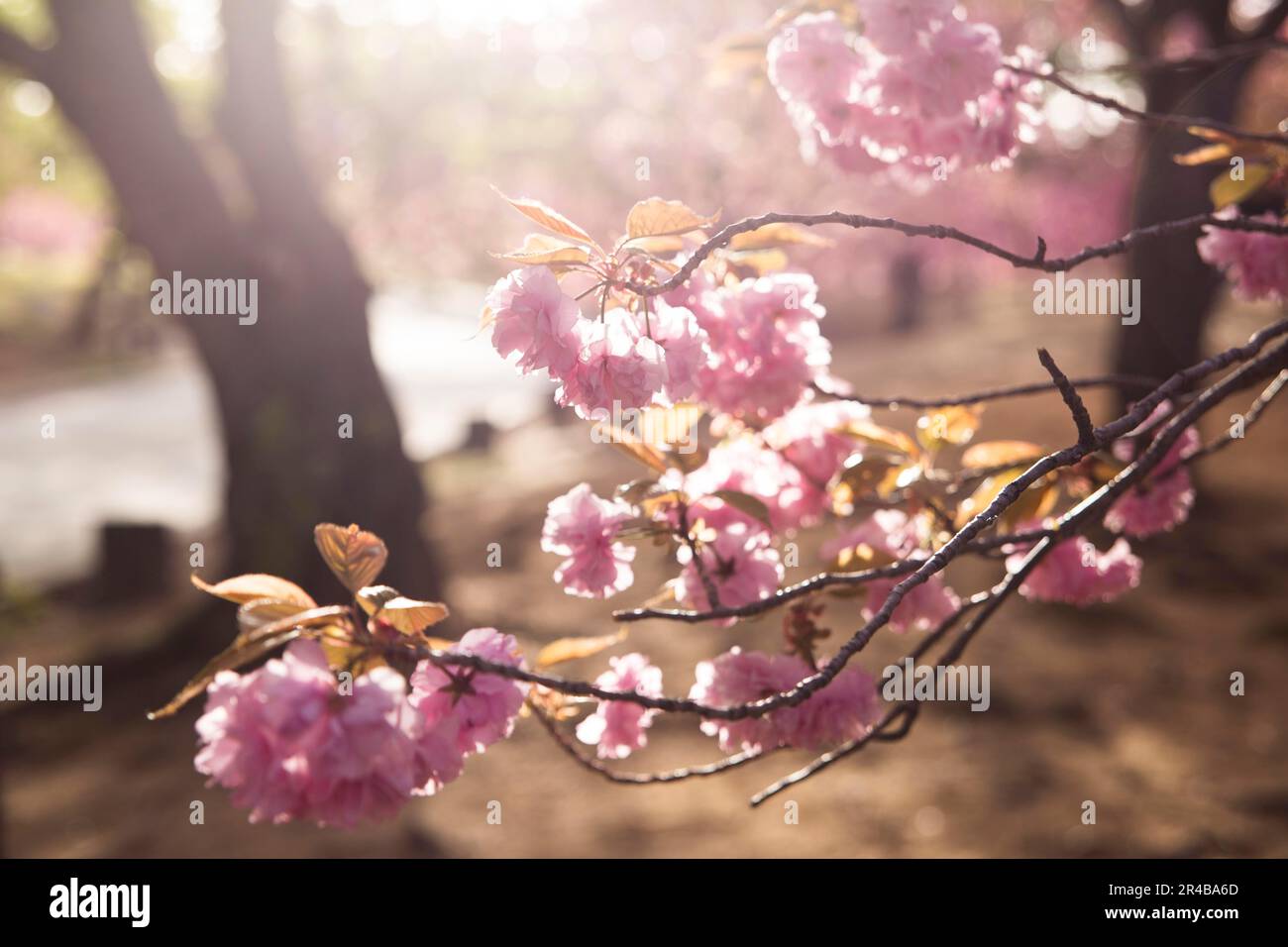 Merisier japonais (Prunus serrulata), branche, arbre à feuilles caduques, soleil, contre-jour, lumière du matin Banque D'Images