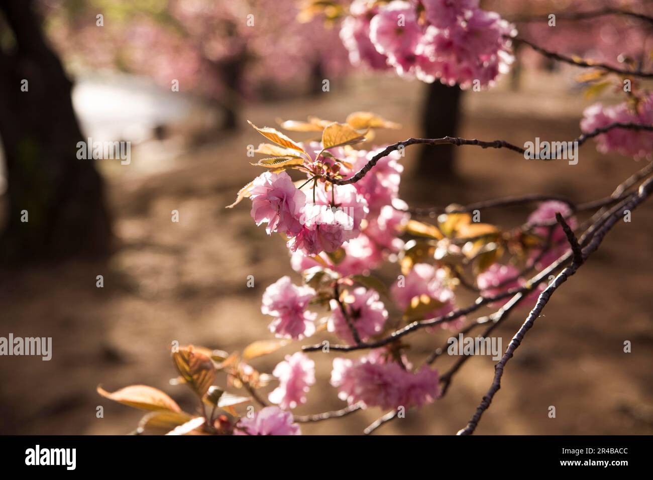 Merisier japonais (Prunus serrulata), branche, arbre à feuilles caduques, soleil, contre-jour, lumière du matin Banque D'Images