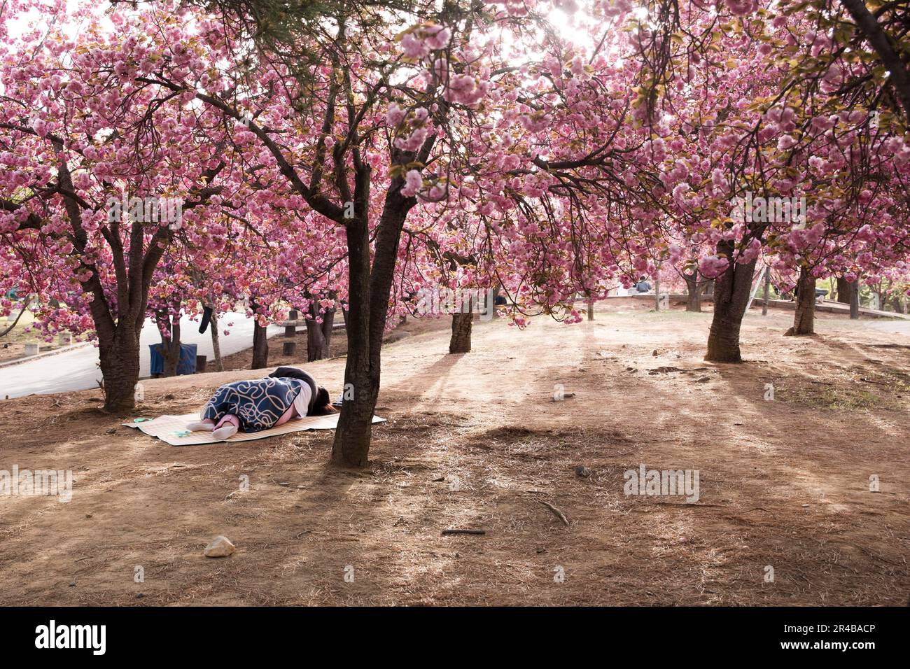 Cerise japonaise (Prunus serrulata) en Corée du Sud, branche, arbre à feuilles caduques, soleil, lumière du matin, contre-jour, personne dormant sous les arbres Banque D'Images