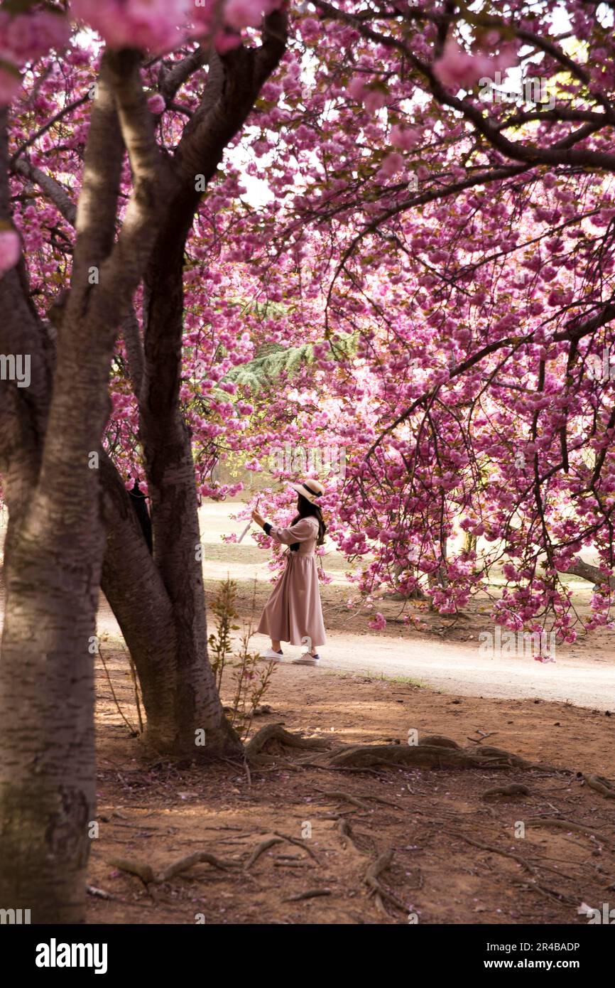 Cerise japonaise (Prunus serrulata) en Corée du Sud, branche, arbre à feuilles caduques, soleil, lumière du matin, femme prenant le selfie en robe et chapeau d'été, romantique Banque D'Images