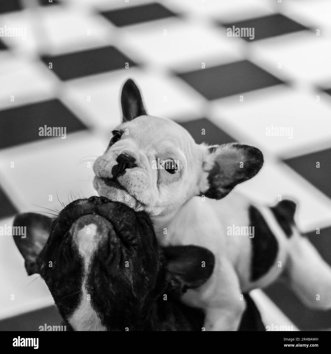 Insigne Tête De Bouledogue Argenté – 35 Mm, Très Bon état, Vintage