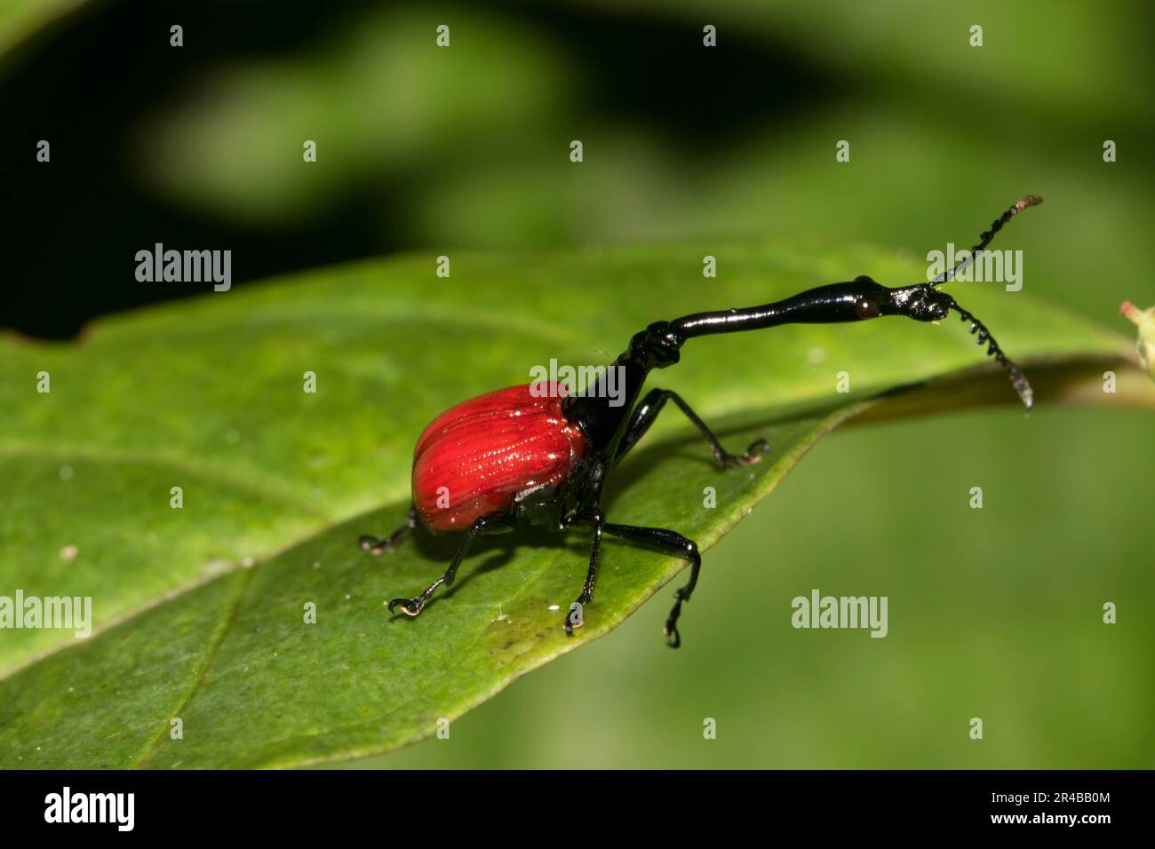 Girafe weevil (Trachelophorus giraffa), mâle, sur feuilles dans la forêt tropicale de Ranomafana, hautes terres méridionales, centre de Madagascar, Madagascar, Afrique de l'est Banque D'Images