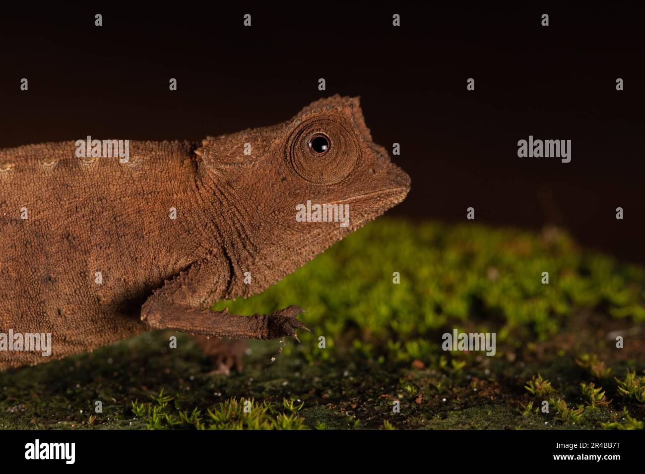 Chameleon de terre de Stumpff femelle (Brookesia stumpffi) dans la forêt tropicale d'Ankify, au nord de Madagascar, Madagascar Banque D'Images