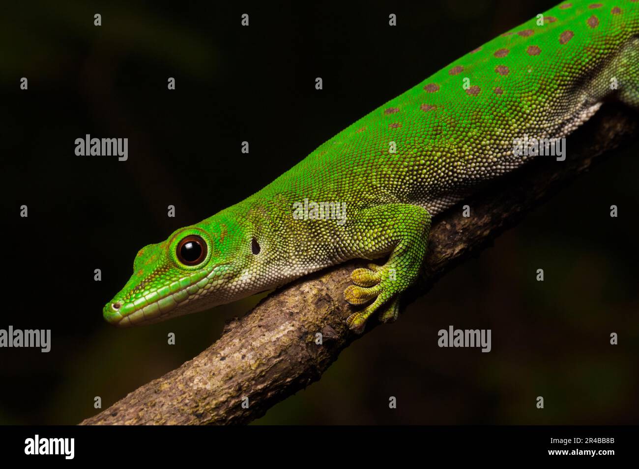 Journée de Koch gecko (Phelsuma kochi), portrait, en branche dans la forêt sèche d'Ankarafantsika, Madagascar Ouest, Madagascar, Afrique de l'est Banque D'Images